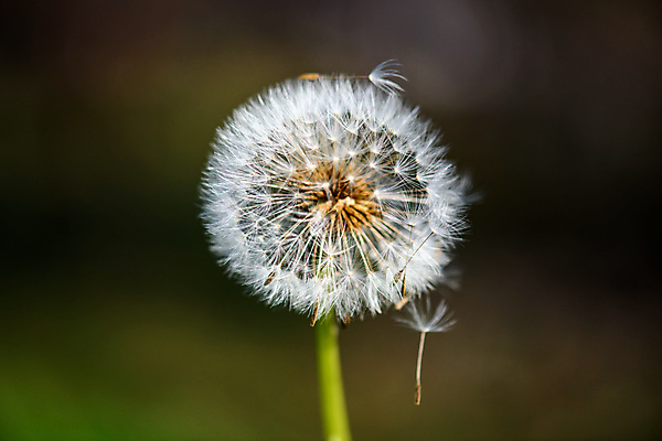 포토 JPG 해외이미지 식물 꽃잎 꽃 백그라운드 꽃무늬 자연 하늘 씨앗 사람없음 빛 들꽃 벚꽃 민들레 불기 묘사 솜털 시들음 세대 해외포토 무늬 모션 생태계 파일형식 이미지허브