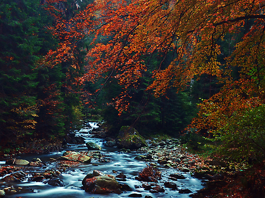 포토 JPG 해외이미지 주간 단풍 단풍나무 사람없음 야외 강 계곡 해외포토 자연요소 나무 잎 파일형식 이미지허브