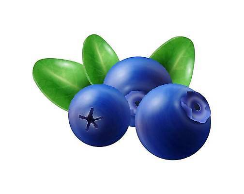 EPS 해외이미지 백그라운드 잎 일러스트 사람없음 파란색 신선 심볼 블루베리 해외일러스트 식물 컬러 과일 파일형식 벡터 이미지허브