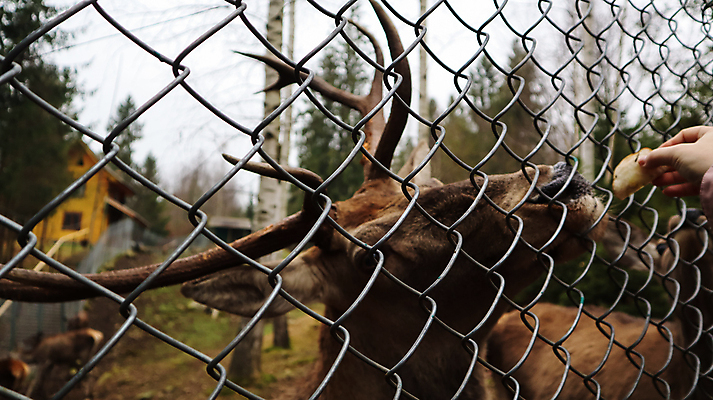 포토 JPG 해외이미지 나무 동물 라이프스타일 손 계절 공원 여자 행복 야생동물 음식 여행 신체 포유류 자연 사슴 털 뿔 동물원 사람 사람없음 야외 여름 반려동물 농장 갈색 여행객 환경 숲 먹이 먹기 배고픔 사파리 호기심 사냥 새장 서식지 내추럴 경보 돌봄 해외포토 식물 공공시설 감정 컬러 컨셉 농업 모션 생활 신체부위 생태계 케이지 파일형식 이미지허브