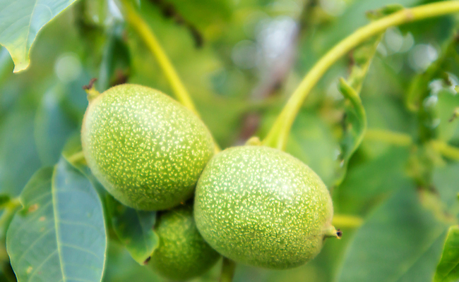 포토 JPG 해외이미지 나무 식물 계절 음식 백그라운드 잎 농업 과일 재료 자연 건강 사람없음 초록색 여름 농장 정원 견과류 수확 성장 껍질 나뭇가지 신선 그룹 과수원 유기농 날것 호두 내추럴 밭일 숙성 채식주의자 해외포토 웰빙 산업 컬러 생태계 채식 파일형식 이미지허브