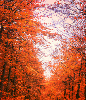 포토 JPG 해외이미지 주간 단풍 단풍나무 사람없음 야외 빨간색 해외포토 자연요소 나무 컬러 잎 파일형식 이미지허브