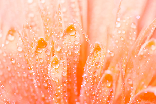 포토 JPG 해외이미지 식물 꽃잎 꽃 분홍색 백그라운드 꽃무늬 자연 사람없음 물 컬러풀 머리 봄 벚꽃 물방울 신선 닫기 떨어짐 묘사 싱글 데이지 거베라 해외포토 자연요소 계절 컬러 컨셉 무늬 모션 신체부위 생태계 파일형식 이미지허브