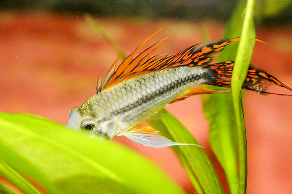 포토 JPG 해외이미지 동물 오렌지 자연 저울 어류 사람없음 빨간색 초록색 물 반려동물 컬러풀 노란색 검은색 수중 수영 금붕어 탱크 지느러미 수족관 난쟁이 해외포토 자연요소 컬러 과일 수중동물 수상스포츠 생태계 파일형식 이미지허브