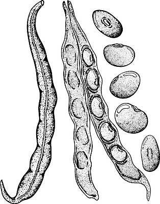 EPS 해외이미지 식물 손 커피 음료 음식 백그라운드 잎 농업 다이어트 채소 과일 일러스트 재료 자연 아침 새로움 콩 건조 건강 씨앗 목재 농작물 컴퓨터 쌓기 식사 소리 카페 그룹 사발 정상 낟알 굽기 오브젝트 날것 오디오 에스프레소 스테레오 흙더미 내추럴 채식주의자 맛있는 해외일러스트 주간 나무 산업 컨셉 모션 곡류 신체부위 전자제품 상점 흙 사기그릇 구이 생태계 채식 파일형식 벡터 더미 이미지허브