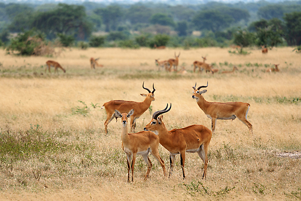 포토 JPG 해외이미지 동물 야생동물 여행 포유류 아프리카 자연 파노라마 국립공원 사람없음 야외 관광지 환경 황무지 사파리 생태계 영양 서식지 내추럴 동물상 우간다 해외포토 공원 나라 촬영기법 조형물 파일형식 이미지허브