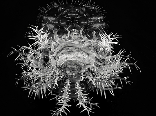 포토 JPG 해외이미지 동물 야생동물 곤충 백그라운드 패턴 절지류 자연 추상 골격 사람없음 갈색 검은색 외계인 껍질 죽음 못 입 닫기 해충 벌레 신비 무서움 딱정벌레 생태계 눈금 생물학 날카로움 스파이크 고립 못생김 오싹 해외포토 교육 감정 컬러 컨셉 무늬 모션 신체부위 미확인물체 공구 파일형식 이미지허브