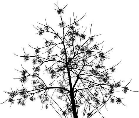 EPS 해외이미지 모양 나무 식물 디자인 계절 공원 실루엣 줄기 백그라운드 잎 겨울 패턴 일러스트 자연 추상 미술 풍경 야외 목재 그래픽 장식 초록색 여름 세트 환경 정원 검은색 흰색 나뭇가지 소나무 숲 수집 심볼 오브젝트 그림 윤곽 상록수 침엽수 전나무 내추럴 고립 엘리먼트 가문비나무 해외일러스트 공공시설 컬러 무늬 재료 문화예술 촬영기법 생태계 파일형식 벡터 이미지허브