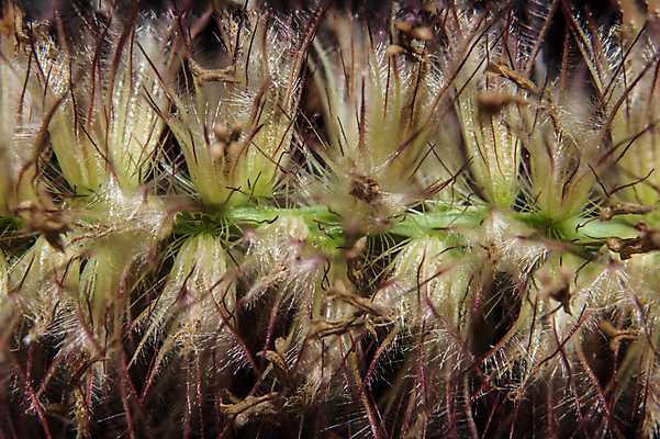 포토 JPG 해외이미지 식물 꽃 백그라운드 밭 자연 하늘 사람없음 야외 장식 초록색 물 빛 노란색 정원 벚꽃 흰색 물방울 시골 황금 묘사 분수 내추럴 해외포토 자연요소 컬러 농업 생태계 파일형식 이미지허브