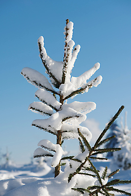 포토 JPG 해외이미지 주간 겨울 하늘 풍경 사람없음 야외 나뭇가지 눈 상고대 겨울풍경 해외포토 자연요소 나무 계절 날씨 서리 파일형식 이미지허브