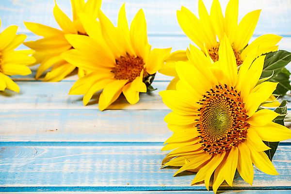 포토 JPG 해외이미지 해바라기 실내 사람없음 카피스페이스 나무배경 해외포토 꽃 백그라운드 내부 공백 파일형식 이미지허브