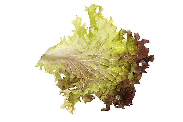 포토 JPG 해외이미지 식물 음식 백그라운드 잎 채소 재료 건강 사람없음 초록색 샐러드 흰색 신선 상추 유기농 날것 고립 채식주의자 해외포토 웰빙 컬러 채식 파일형식 이미지허브