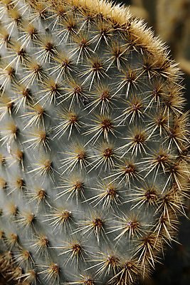 포토 JPG 해외이미지 식물 유럽 자연 선인장 사람없음 정원 스페인 박물관 내추럴 해외포토 나라 생태계 파일형식 이미지허브