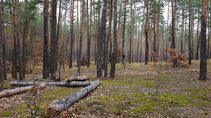 포토 JPG 해외이미지 나무 계절 공원 도로 백그라운드 잎 자연 풍경 사람없음 야외 목재 초록색 여름 빛 햇빛 태양 뷰티 환경 맑음 성장 가을 나뭇가지 시골 신선 소나무 바늘 숲 장면 침엽수 전나무 내추럴 방법 삼림지대 수목 해외포토 자연요소 식물 공공시설 길 컬러 재료 교통시설 날씨 도구 생태계 파일형식 이미지허브