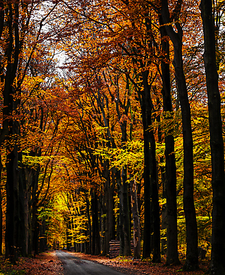 포토 JPG 해외이미지 주간 도로 길 단풍 단풍나무 사람없음 야외 해외포토 자연요소 나무 잎 교통시설 파일형식 이미지허브