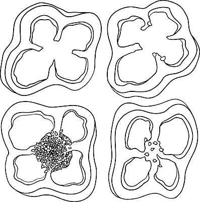 EPS 해외이미지 음식 백그라운드 채소 일러스트 재료 고추 건강 요리 미술 그래픽 빨간색 초록색 세트 우주 추위 흰색 뜨거움 그룹 맛 심볼 향신료 오브젝트 사인 그림 유기농 매움 날카로움 향료 후추 칠레 내추럴 고립 숙성 채식주의자 해외일러스트 웰빙 컬러 컨셉 문화예술 남아메리카 채식 향기 냄새 향미료 파일형식 벡터 이미지허브