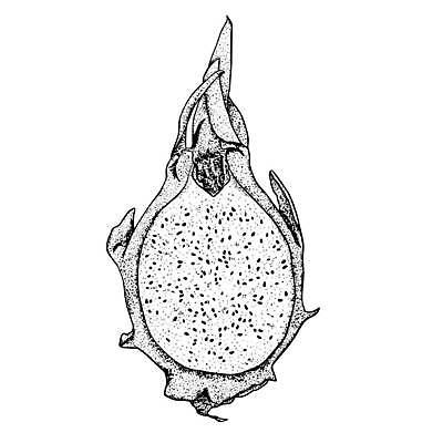 EPS 해외이미지 식물 디자인 아시아 음식 조각 다이어트 과일 일러스트 재료 태국 자연 디저트 건강 동양인 여름 세트 주스 흰색 용 신선 달콤 맛 낙서 스케치 메뉴 유기농 날것 손그림 비타민 내추럴 고립 숙성 이국적 채식주의자 맛있는 해외일러스트 웰빙 계절 나라 음료 컬러 컨셉 미술 인종 생태계 채식 영양소 파일형식 벡터 이미지허브