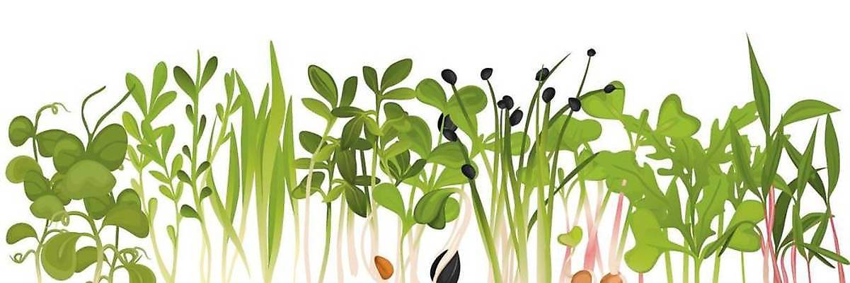 EPS 해외이미지 식물 템플릿 디자인 음식 잎 농업 채소 일러스트 자연 해바라기 주택 건강 씨앗 장식 초록색 새싹 정원 샐러드 성장 신선 신용카드 화려 앨범 허브 에코 유기농 원예 레이아웃 날것 비타민 타이틀 내추럴 모종 엘리먼트 채식주의자 총각무 비건 국경 해외일러스트 웰빙 꽃 산업 컬러 컨셉 취미 건물 금융 환경 무 생태계 채식 영양소 파일형식 벡터 이미지허브