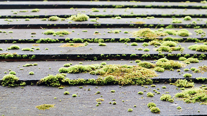 포토 JPG 해외이미지 나무 식물 외관 벽 백그라운드 패턴 건축양식 자연 표면 지붕 날씨 추상 주택 이끼 사람없음 야외 건물 목재 초록색 갈색 마을 수확 성장 덮개 조약돌 시골 거친 널 정상 타일 묘사 질감 내추럴 석판 엘리먼트 옛날 해외포토 건축물 건축 컬러 무늬 농업 재료 뚜껑 돌_바위 생태계 파일형식 이미지허브