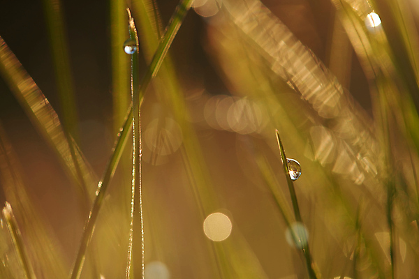 포토 JPG 해외이미지 주간 사람없음 야외 아웃포커스 젖음 빗방울 빛망울 해외포토 자연요소 촬영기법 빛 비_날씨 파일형식 이미지허브