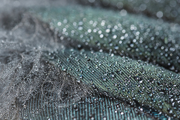 포토 JPG 해외이미지 디자인 백그라운드 패턴 날개 자연 조류 추상 사람없음 물 파란색 빛 컬러풀 뷰티 활발 젖음 물방울 떨어짐 공작 이슬 깃털 묘사 질감 보케 부드러움 특별함 해외포토 자연요소 동물 컬러 컨셉 무늬 감각 생태계 파일형식 이미지허브