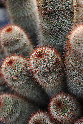 포토 JPG 해외이미지 식물 유럽 자연 멕시코 선인장 사람없음 정원 스페인 박물관 내추럴 해외포토 나라 북아메리카 생태계 파일형식 이미지허브