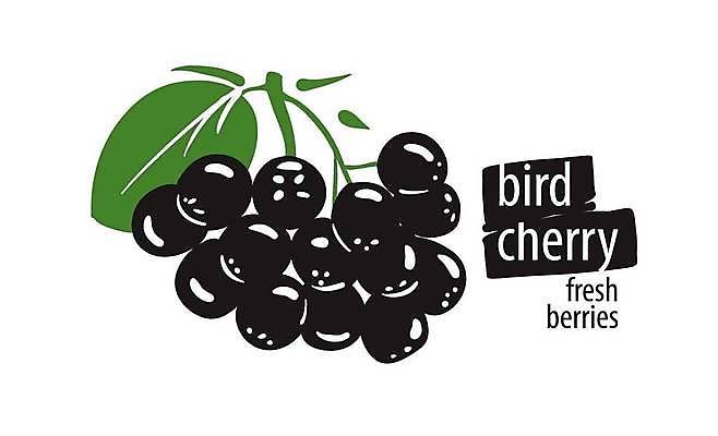 EPS 해외이미지 클립아트 열매 과일 일러스트 사람없음 검은색 체리 심볼 베리 해외일러스트 식물 컬러 파일형식 벡터 이미지허브