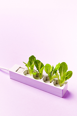 포토 JPG 스튜디오촬영 실내 사람없음 자연보호 그린캠페인 그린에너지 오브젝트 친환경 에코라이프 꽂음 멀티탭 모종 로메인상추 세계환경의날 분홍색배경 국내포토 라이프스타일 캠페인 분홍색 백그라운드 자연 내부 환경 에너지 보호 상추 에코 파일형식 법정기념일