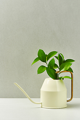 포토 JPG 스튜디오촬영 잎 회색배경 실내 사람없음 자연보호 그린캠페인 물뿌리개 오브젝트 친환경 담기 에코라이프 세계환경의날 국내포토 식물 라이프스타일 캠페인 백그라운드 모션 자연 내부 환경 회색 보호 에코 파일형식 법정기념일