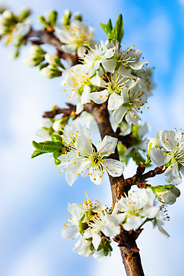 포토 JPG 해외이미지 나무 식물 계절 꽃잎 꽃 문화 백그라운드 잎 꽃무늬 봄꽃 자연 하늘 사람없음 야외 파란색 뷰티 정원 일본 봄 성장 벚꽃 흰색 나뭇가지 신선 개화 4월 원예 자두 내추럴 해외포토 아시아 컬러 무늬 과일 취미 날짜 생태계 파일형식 이미지허브