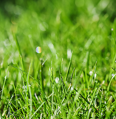 포토 JPG 해외이미지 주간 잔디 사람없음 야외 아웃포커스 물방울 빗방울 빛망울 해외포토 자연요소 식물 촬영기법 빛 비_날씨 파일형식 이미지허브