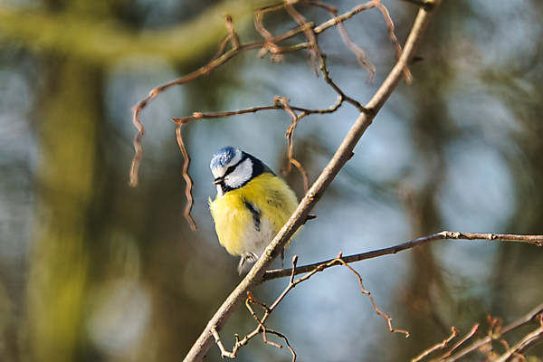 포토 JPG 해외이미지 나무 동물 야생동물 겨울 자연 조류 사람없음 야외 파란색 햇빛 노란색 정원 맑음 흰색 나뭇가지 숲 작음 깃털 부리 동물상 유라시아 해외포토 식물 계절 유럽 아시아 컬러 날씨 태양 조형물 크기 생태계 파일형식 이미지허브