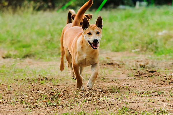 포토 JPG 해외이미지 주간 한마리 반려견 사람없음 야외 반려동물 달리기 산책 강아지 해외포토 자연요소 동물 1 모션 휴식 개 파일형식 이미지허브