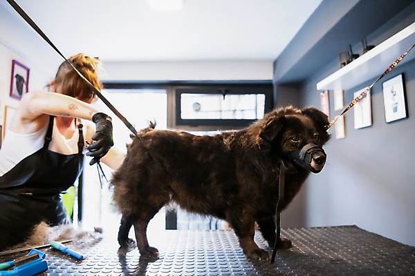 포토 JPG 해외이미지 한마리 여자 반려견 실내 한명 들기 상반신 성인 옆모습 아웃포커스 귀여움 앞치마 강아지 자르기 미용가위 애견미용 애견미용사 입마개 성인여자한명만 해외포토 반려용품 1 뷰포인트 컨셉 모션 가위_도구 촬영기법 사람 내부 반려동물 뷰티 미용용품 개 미용사 오브젝트 여자한명만 성인여자만 파일형식 이미지허브