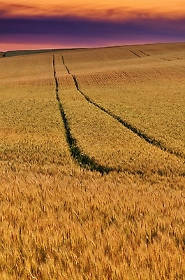포토 JPG 해외이미지 식물 계절 산업 길 선 음식 백그라운드 밭 농업 하늘 건강 씨앗 사람없음 야외 농작물 컬러풀 뷰티 농장 농경지 노란색 일몰 수확 시골 황금 큼 낟알 땅 시리얼 밀 언덕 질감 타이어 트랙 장면 지역 트랙터 내추럴 밭일 선로 줄서기 해외포토 컬러 모션 곡류 노을 크기 농기계 특수차량 파일형식 이미지허브