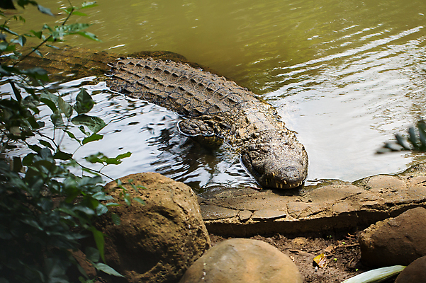 포토 JPG 해외이미지 동물 공원 아시아 야생동물 백그라운드 파충류 아프리카 태국 자연 생물 동물원 양서류 사람없음 야외 초록색 물 강 농장 머리 힘 흰색 오픈 입 거친 황무지 치아 위험 큼 가죽 피부 눈금 사냥 육식동물 악어 사냥꾼 공격적 힘찬 해외포토 자연요소 직업 공공시설 나라 컬러 컨셉 농업 신체부위 소화기관 크기 생태계 파일형식 이미지허브