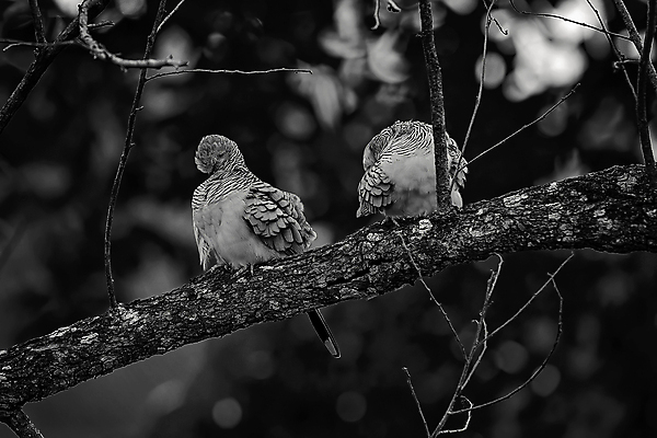 포토 JPG 해외이미지 나무 동물 야생동물 2 날개 자연 조류 사람없음 옆모습 검은색 회색 흰색 나뭇가지 점 쌍 닫기 거북이 호주 숲 작음 깃털 비둘기 부리 나무껍질 서식지 기르기 해외포토 식물 뷰포인트 컬러 파충류 모션 껍질 오세아니아 크기 생태계 돌봄 파일형식 이미지허브