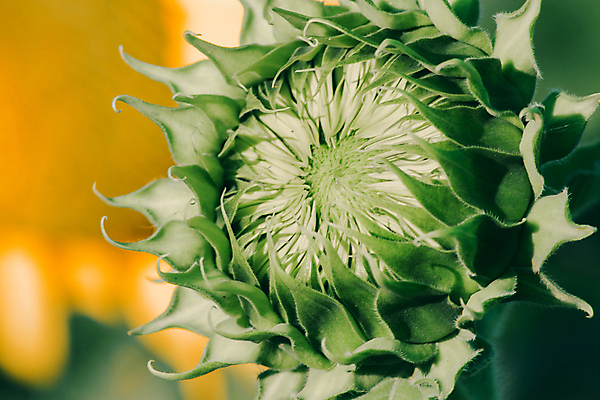 포토 JPG 해외이미지 주간 잎 해바라기 사람없음 야외 아웃포커스 꽃봉오리 해외포토 자연요소 식물 꽃 촬영기법 파일형식 이미지허브
