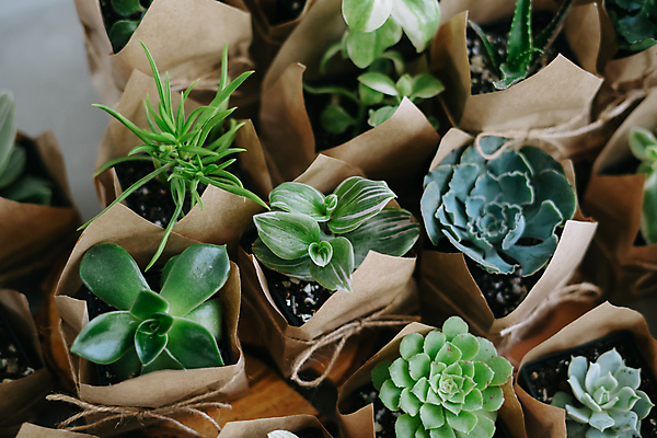 포토 JPG 해외이미지 식물 꽃 종이 화초 밧줄 결혼 컨셉 가방 포장 주택 선물 사람없음 목재 초록색 쇼핑 세트 세일 상점 재활용 회색 시장 무역 활 주기 에코 친환경 원예 조경 패키지 제비 내추럴 개발 업그레이드 그리너리 해외포토 레이스천 나무 잡화 산업 줄 컬러 재료 모션 조류 이벤트 취미 건물 환경 직물 파일형식 트랜드컬러 이미지허브