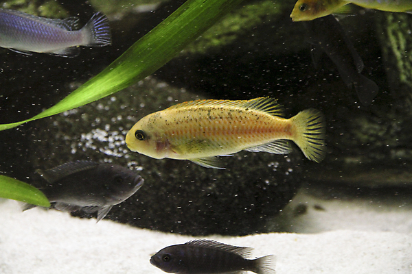 포토 JPG 해외이미지 호수 실험 저울 어류 사람없음 빨간색 초록색 물 반려동물 노란색 검은색 수영 거품 신선 점 호랑이 큼 지느러미 수족관 잭 남쪽 공격적 말라위 민물 아마존 해외포토 자연요소 동물 컬러 컨셉 포유류 수중동물 수상스포츠 크기 방향 파일형식 이미지허브