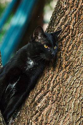 포토 JPG 해외이미지 동물 1 응시 얼굴 백그라운드 장난 포유류 자연 수염 주택 털 앉기 사람없음 야외 초록색 반려동물 태양 검은색 고양이 회색 흰색 표현 도시 모피 버리기 오르기 노숙자 혼자 해외포토 자연요소 시선 컬러 모션 건물 신체부위 생태계 파일형식 이미지허브