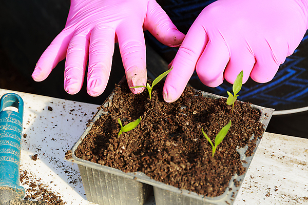포토 JPG 해외이미지 식물 화초 장갑 백그라운드 잎 농업 채소 자연 주택 관리 취미 사람없음 초록색 새싹 정원 흙 봄 성장 업무 냄비 작음 삽 유기농 원예 후추 내추럴 땅바닥 모종 묘목 밭일 심기 원예사 파종 해외포토 나무 직업 웰빙 잡화 계절 산업 컬러 모션 바닥 건물 농사 작업 솥 크기 향신료 생태계 파일형식 이미지허브