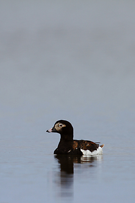 포토 JPG 해외이미지 동물 남자 야생동물 바다 백그라운드 이동 캐나다 자연 조류 오리 사람없음 가로 물 파란색 환경 검은색 흰색 북극 깃털 꼬리 북쪽 내추럴 해외포토 자연요소 컬러 컨셉 북아메리카 사람 극지방 방향 생태계 파일형식 이미지허브