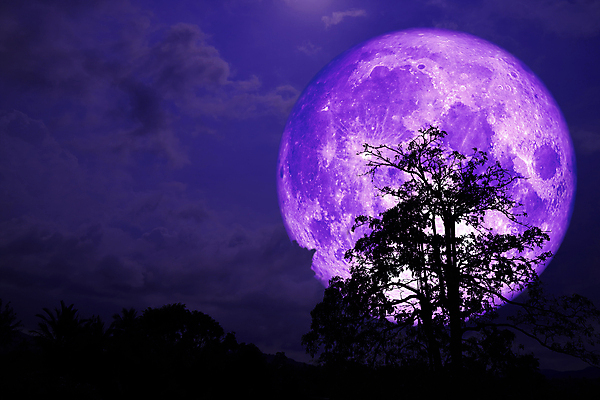 포토 JPG 해외이미지 나무 식물 구름 꽃 실루엣 백그라운드 밭 자연 하늘 딸기 산 건조 어류 사람없음 빨간색 빛 강 장미 우주 달러 계란 어둠 침묵 껍질 달 나뭇가지 혈액 볏짚 야간 저녁 기아 가득함 까마귀 해외포토 자연요소 컬러 돈 농업 과일 조류 촬영기법 알 수중동물 소리 짚 사회이슈 생태계 파일형식 이미지허브