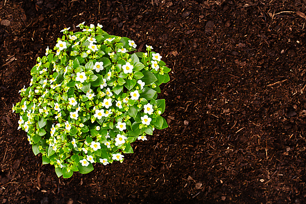 포토 JPG 해외이미지 식물 손 꽃 화분 지구 백그라운드 잎 농업 채소 자연 주택 씨앗 취미 사람없음 초록색 환경 정원 흙 봄 샐러드 성장 잡기 업무 냄비 농부 삽 유기농 원예 먼지 모종 밭일 원예사 해외포토 직업 웰빙 계절 산업 음식 컬러 모션 건물 신체부위 작업 솥 생태계 파일형식 이미지허브