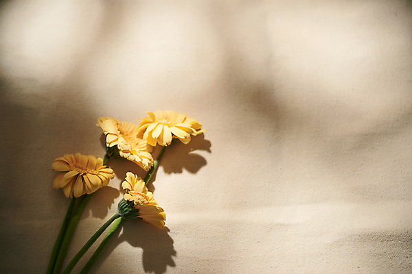 포토 JPG 해외이미지 꽃 실내 그림자 사람없음 오브젝트 감성 거베라 베이지색배경 카피스페이스 해외포토 식물 백그라운드 컨셉 내부 공백 베이지색 파일형식 이미지허브