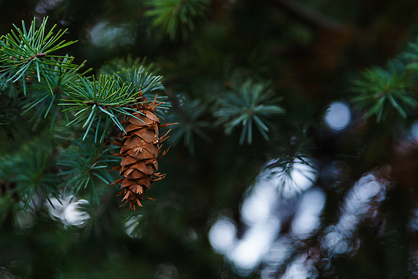 포토 JPG 해외이미지 나무 식물 계절 백그라운드 잎 크리스마스 겨울 자연 휴가 새로움 사람없음 야외 목재 장식 초록색 파란색 갈색 축제 흰색 나뭇가지 축하 신선 소나무 닫기 숲 연도 묘사 솔방울 상록수 침엽수 전나무 원뿔 내추럴 노엘 가문비나무 해외포토 도형 기념일 컬러 컨셉 재료 모션 생태계 파일형식 이미지허브