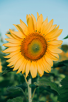 포토 JPG 해외이미지 주간 줄기 잎 해바라기 사람없음 야외 아웃포커스 해외포토 자연요소 식물 꽃 촬영기법 파일형식 이미지허브