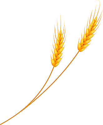 포토 JPG 해외이미지 모양 식물 디자인 계절 실루엣 음식 빵 밭 농업 오렌지 일러스트 자연 건강 씨앗 사람없음 농작물 갈색 노란색 화환 빵집 수확 시골 황금 낟알 시리얼 밀 굽기 심볼 오브젝트 사인 유기농 보리 섬유 내추럴 알레르기 고립 호밀 해외일러스트 웰빙 꽃 산업 컬러 과일 곡류 촬영기법 상점 직물 질병 구이 생태계 파일형식 이미지허브