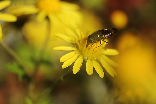포토 JPG 해외이미지 식물 동물 꽃잎 꽃 야생동물 곤충 백그라운드 잎 꽃무늬 절지류 사람없음 노란색 벌레 말벌 묘사 질감 데이지 꽃가루 금잔화 꽃수술 대가리 해외포토 컬러 무늬 벌_곤충 가루 파일형식 이미지허브
